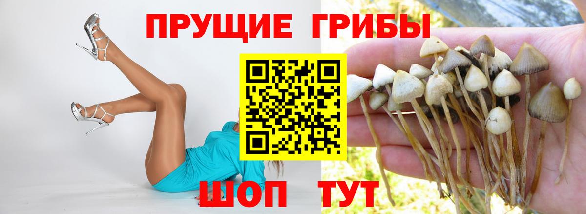 Псилоцибиновые грибы GOLDEN TEACHER Электросталь